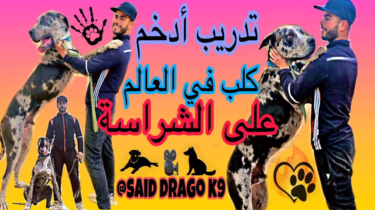 كيفية تدريب أضخم😱وأخطر كلب(dogue allemand)  في العالم على الشراسة