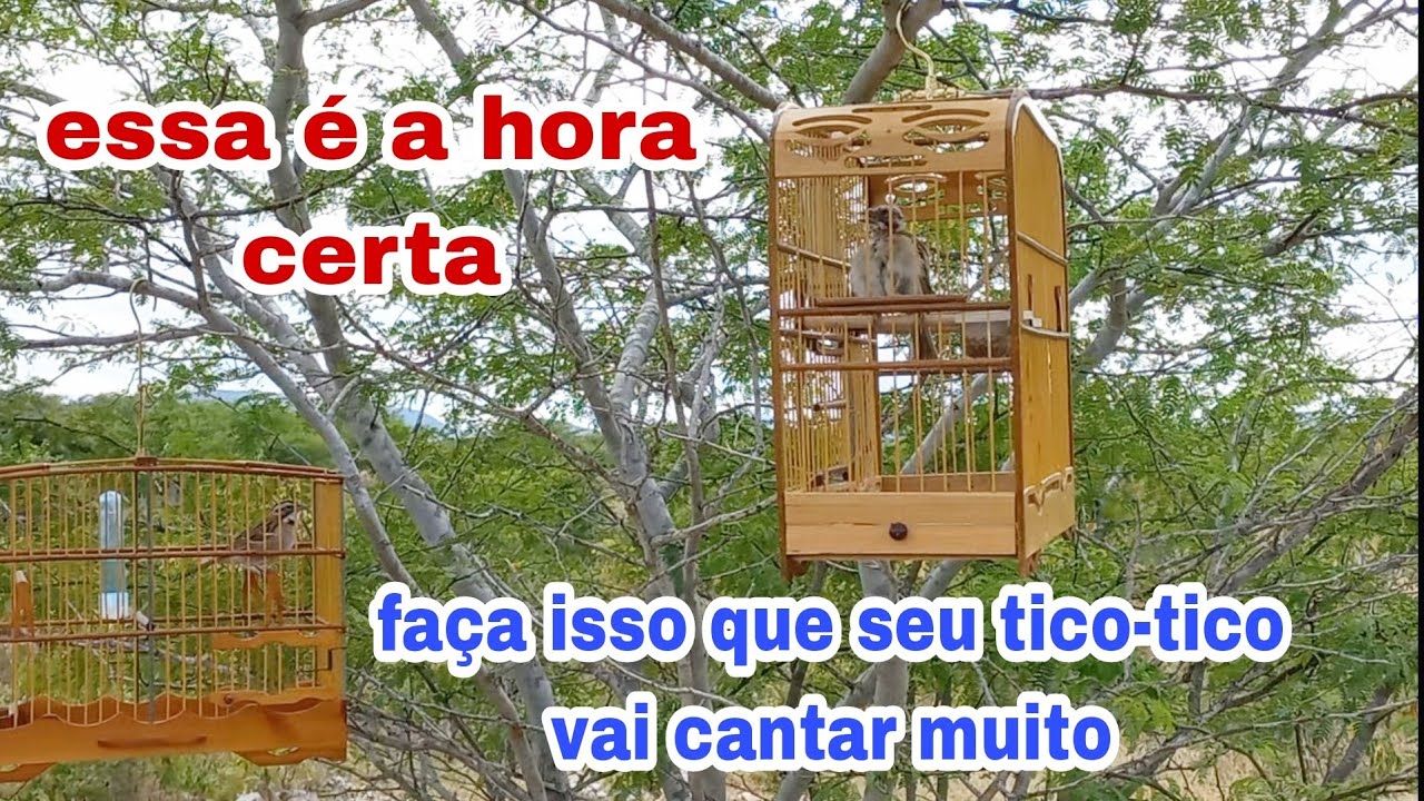 qual é a melhor hora para campear com seu tico-tico. e fazer ele cantar muito