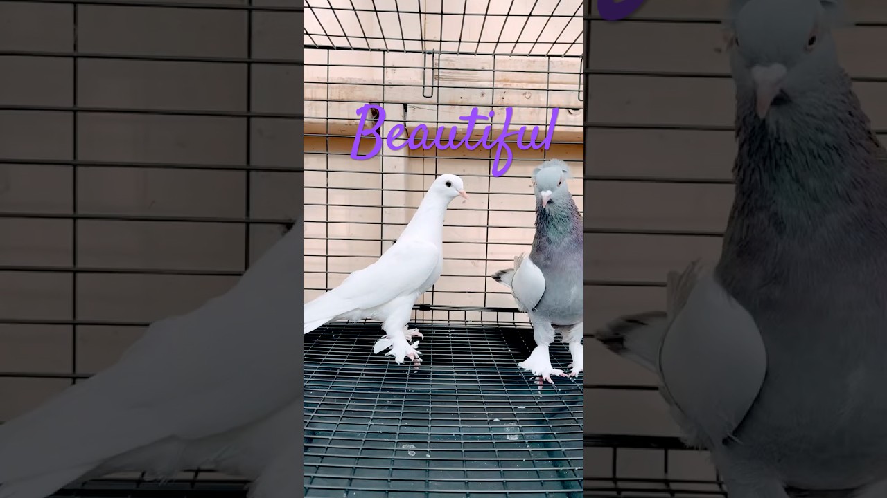 Turkish Tumbler Pigeons