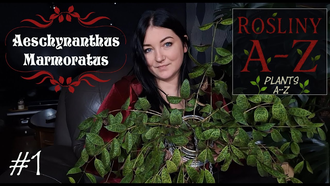 A-Z PLANTS: AESCHYNANTHUS MARMORATUS / ROŚLINY OD A-Z czyli Zielony Przewodnik, kt&oacute;ry pokochasz!