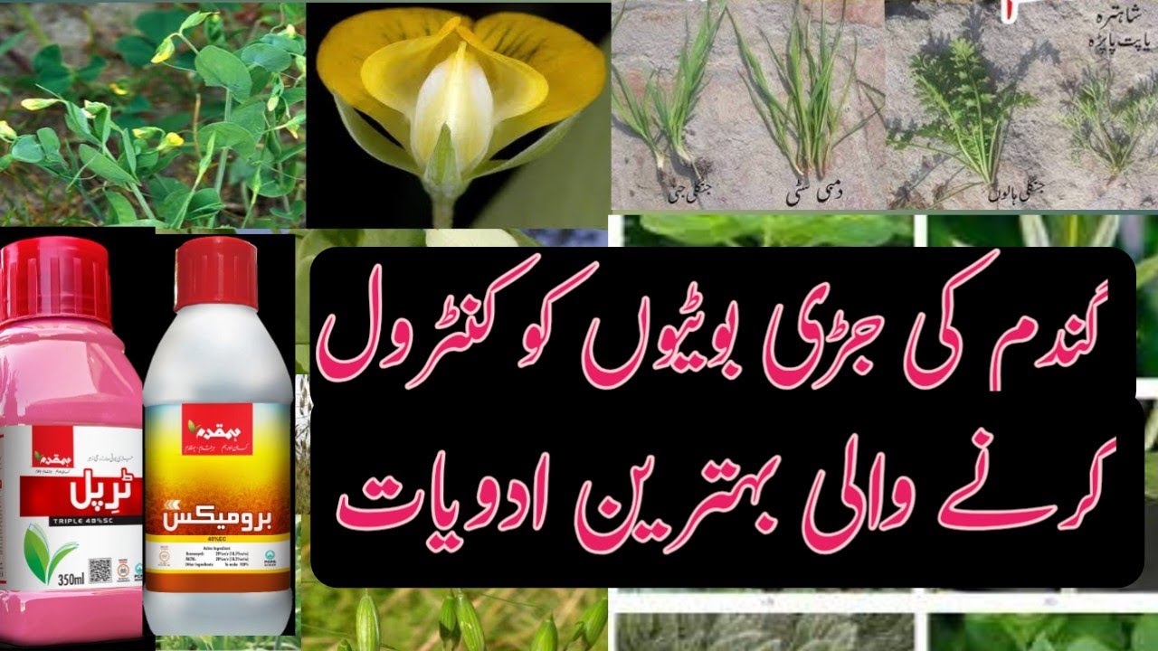 The best product for controlling wheat weeds۔گندم کی جڑی بوٹیوں کا موئثر کنٹرول۔ 
