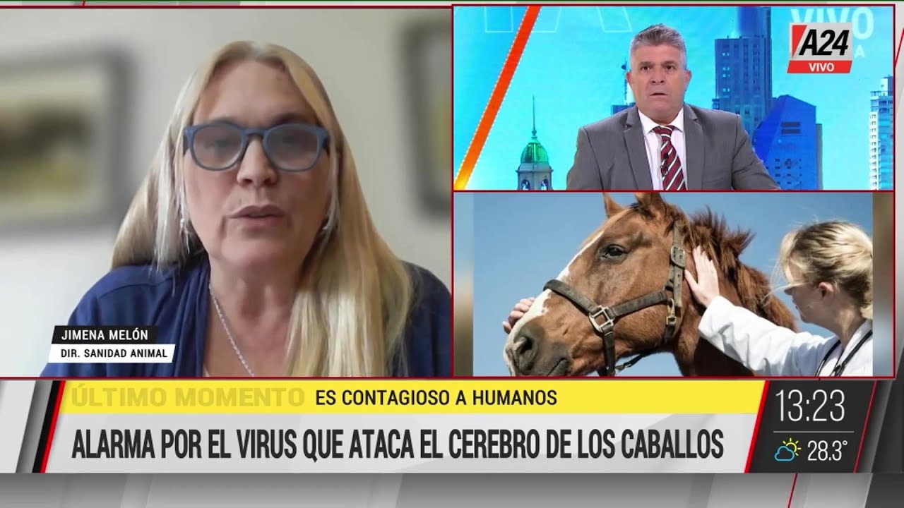 🐴 🦟  Encefalomielitis Equina Del Oeste: alarma por el virus que ataca el cerebro de los caballos