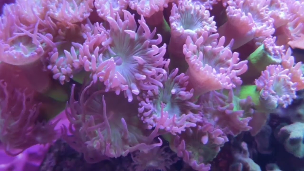 Coral Reef 