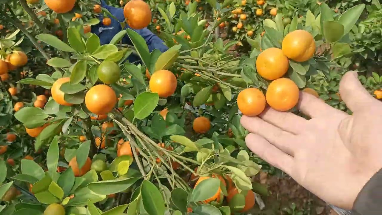 Đào cây quất thế cho khách,tất bật những ngày giáp tết