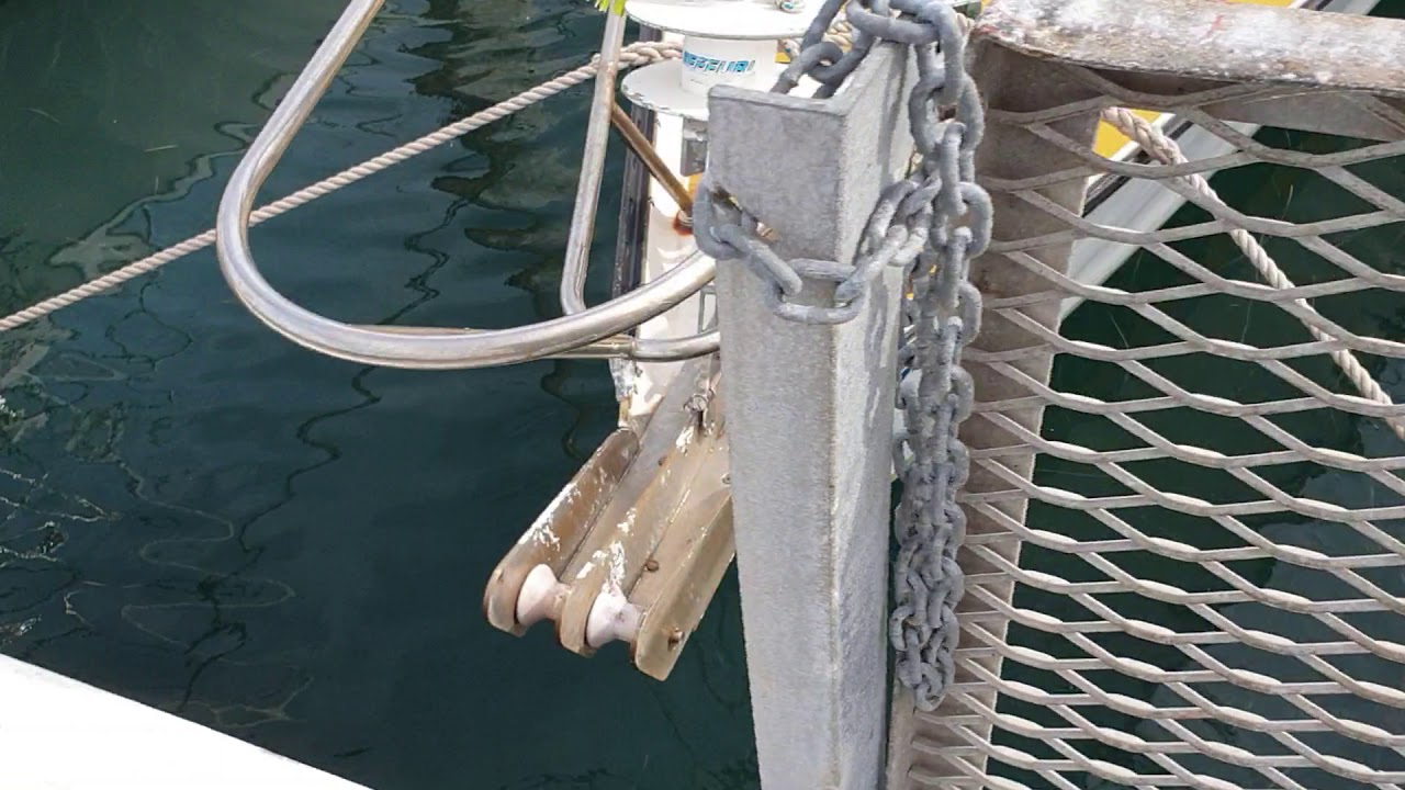 Shark at RGYC Marina Corio Bay