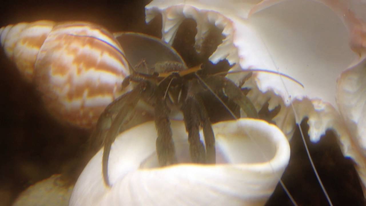 Murray has a new home