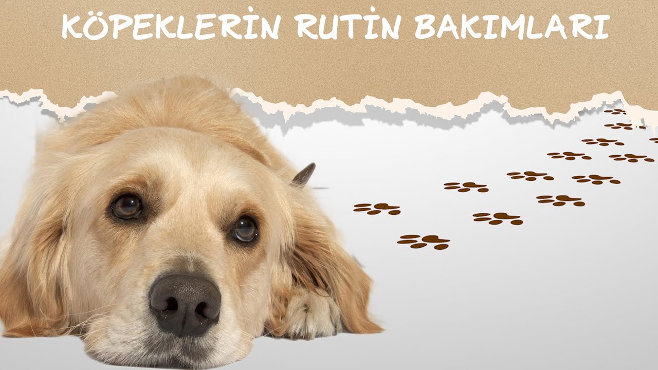 KÖPEK BAKIMI │ KÖPEKLERDE GÖZ, KULAK, DİŞ VE PATİ BAKIMI - ANAL KESE TEMİZLİĞİ