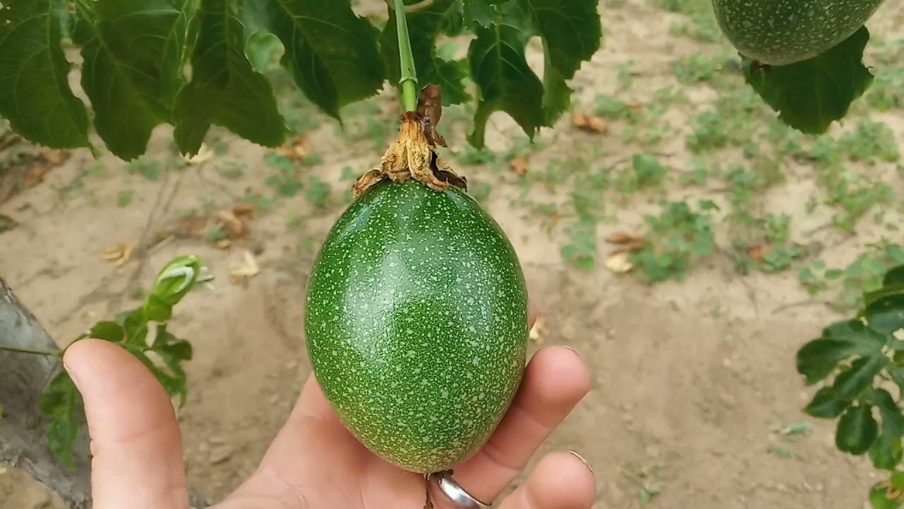 Aprenda como atraí o mamangava no seu plantio de maracujá .....