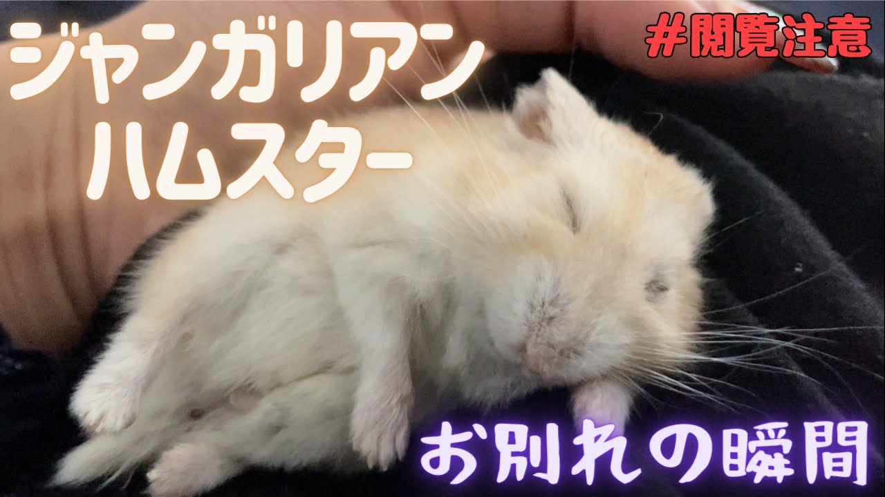 【大号泣】最愛ハムスターとのお別れの瞬間がヤバすぎた...