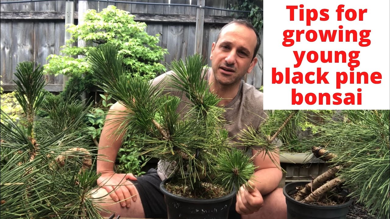 Black pine bonsai Tips for growing young black pine bonsai and how to grow young black pine bonsai