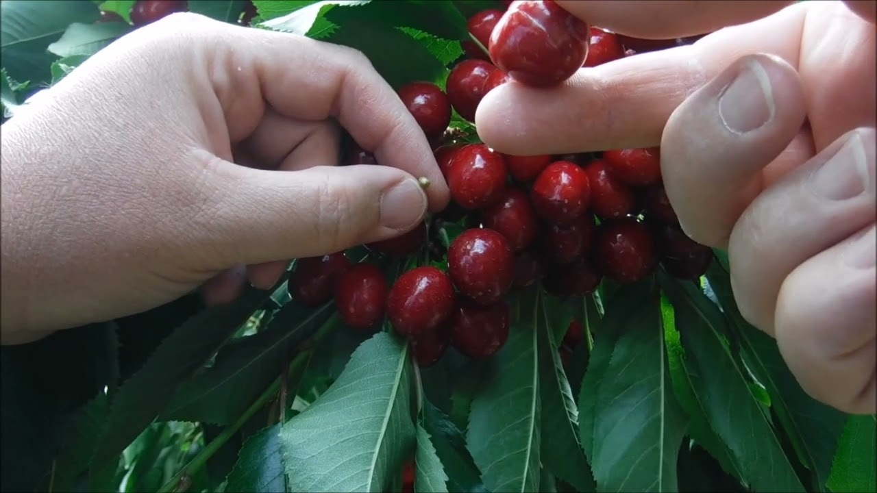 How to Pick Cherries