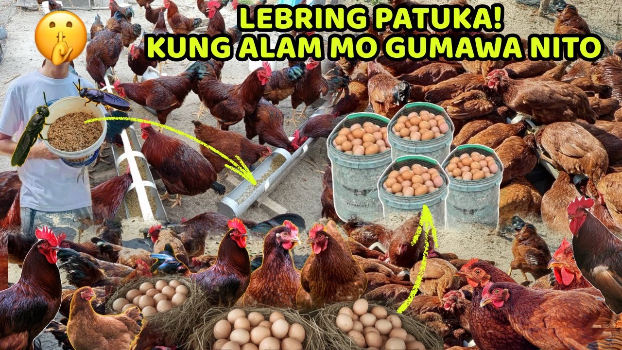 MAKAKATIPID KA SA PATUKA KUNG ALAM MO GUMAWA NITO - BSF at SUPER WORMS 