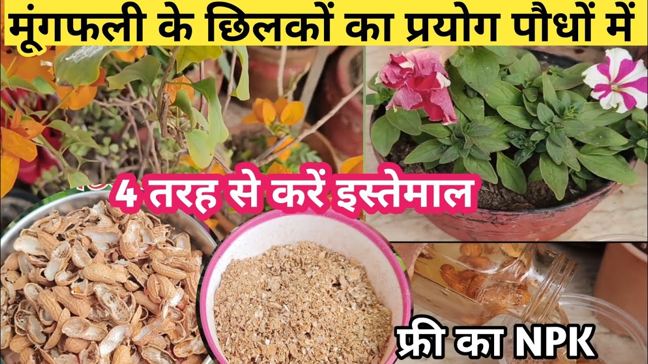 मूंगफली के छिलकों को फेंकने की गलती मत करें। 4 तरीके से करें इस्तेमाल /फ्री का NPK पौधों में डालें