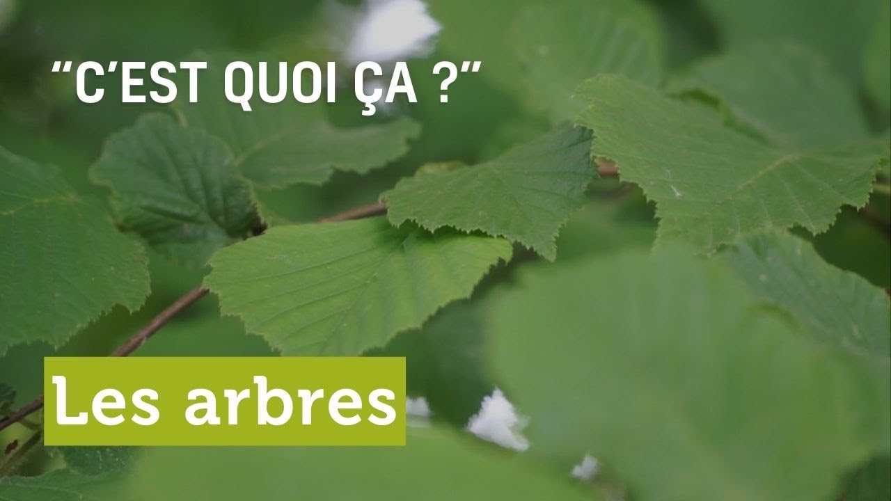 C’EST QUOI ÇA, les arbres ?