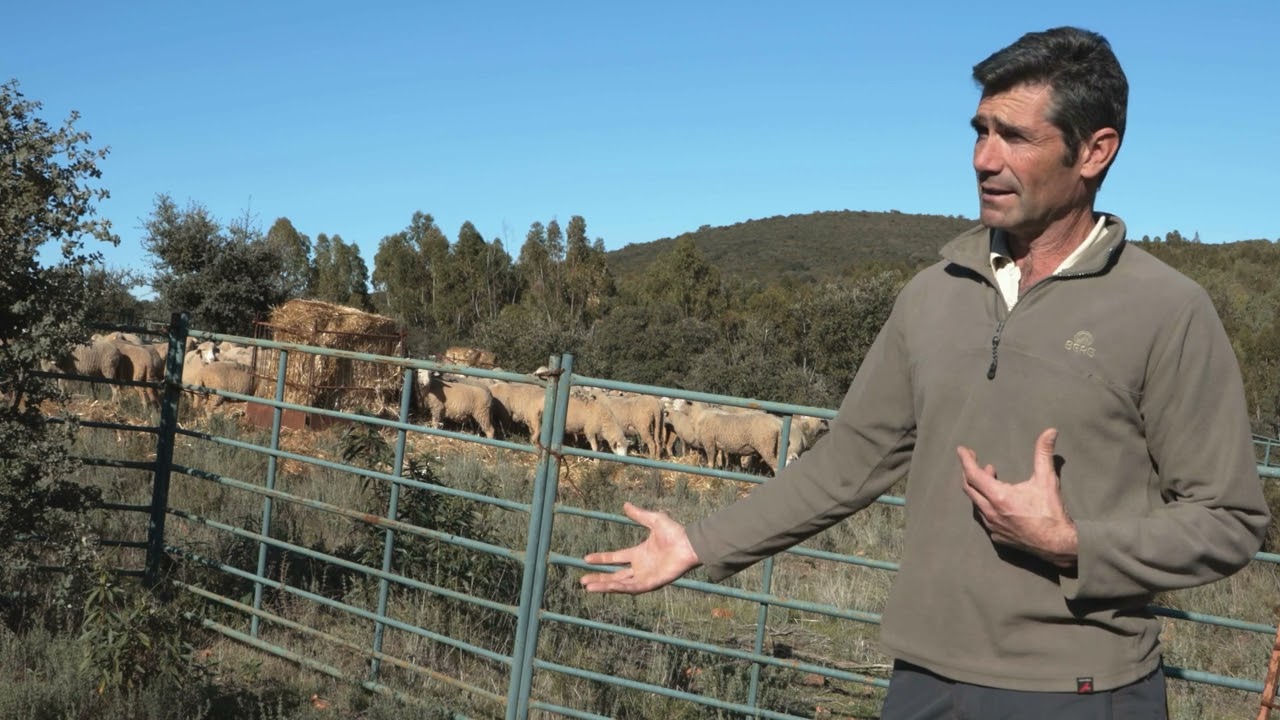 El Redileo - Por Pedro Domínguez Campa (Retamal de Llerena, Badajoz) "Ganado o Desierto"