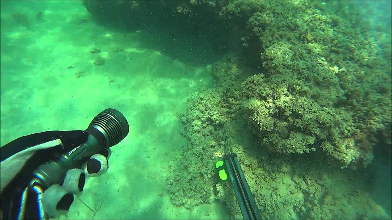 صيد هوامير 2 Spearfishing grouper