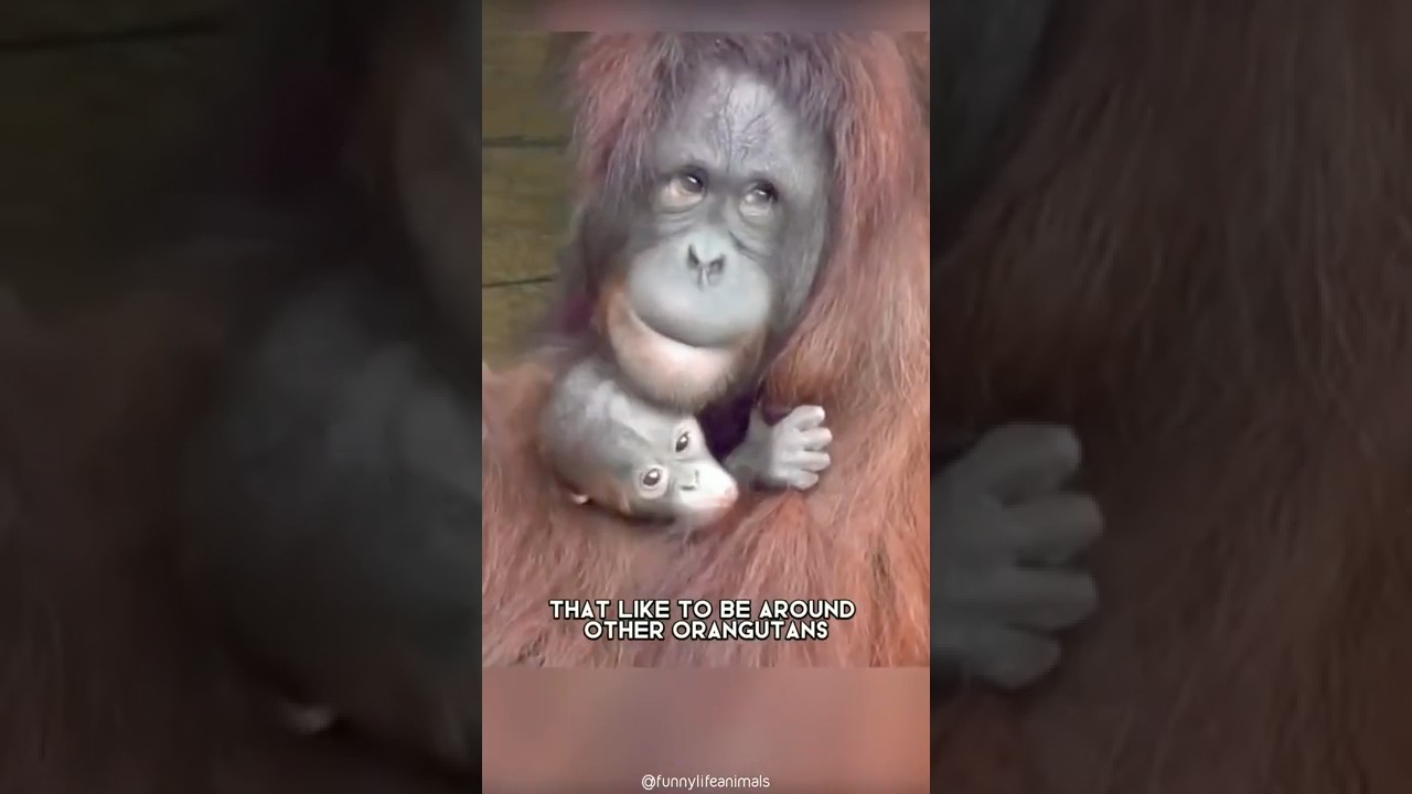 Орангутанг 🦧 Одно из самых умных животных в мире