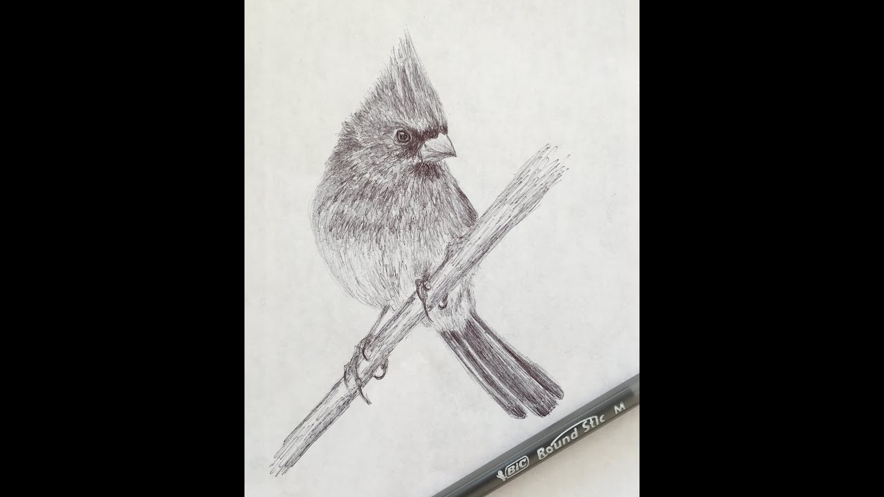 Northern Cardinal Sketch. Female Northern Cardinal Pen Sketch Drawing