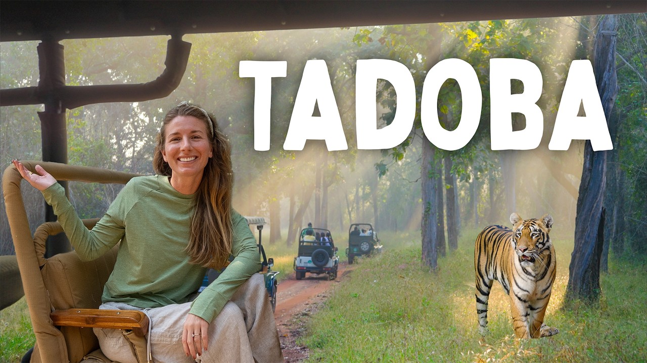 India's INCREDIBLE Tadoba National Park | THIS Is the Tiger Safari You Can’t Miss in India 🇮🇳