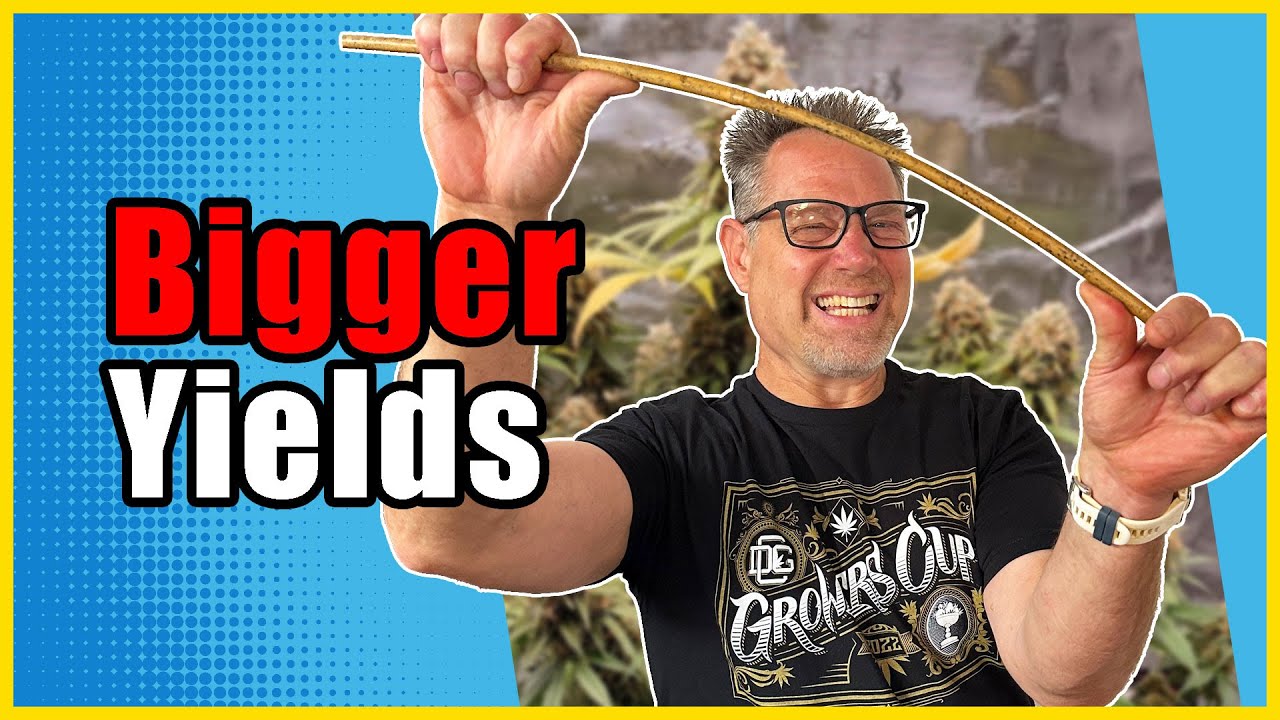 Maximize Your Cannabis Yield: Topping vs. Single Cola