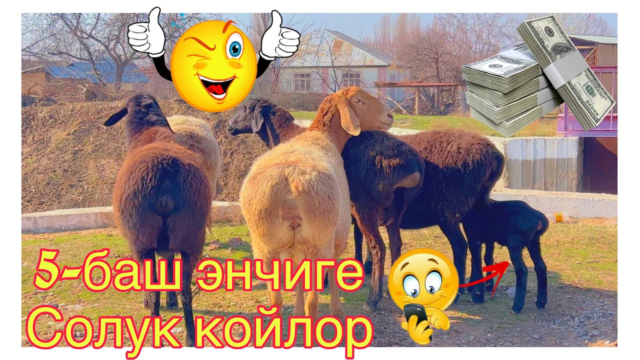 💎🌰Продается 5-головая овца породы Энчи 🚚@BARPYKG