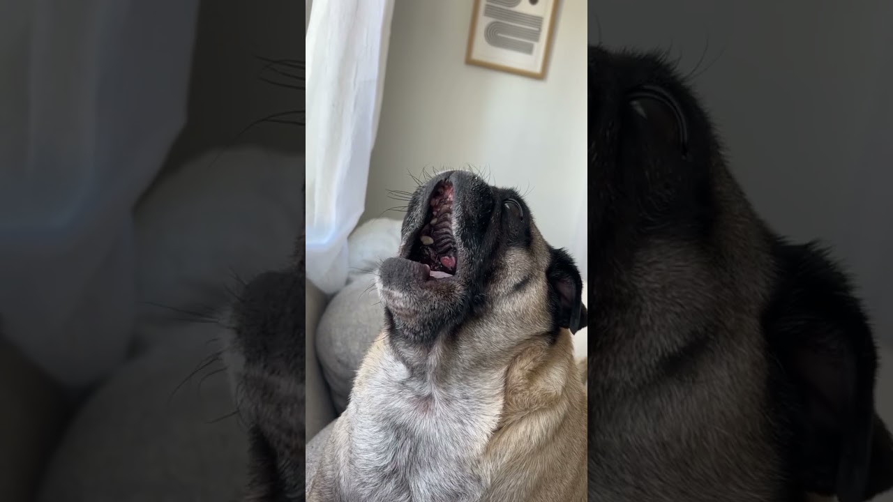 the video that took floki to fame 🐾🎸