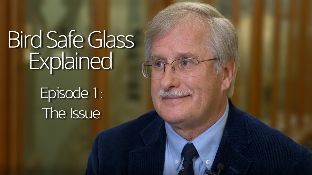 Bird Safe Glass Explained - Episode 1: The Issue