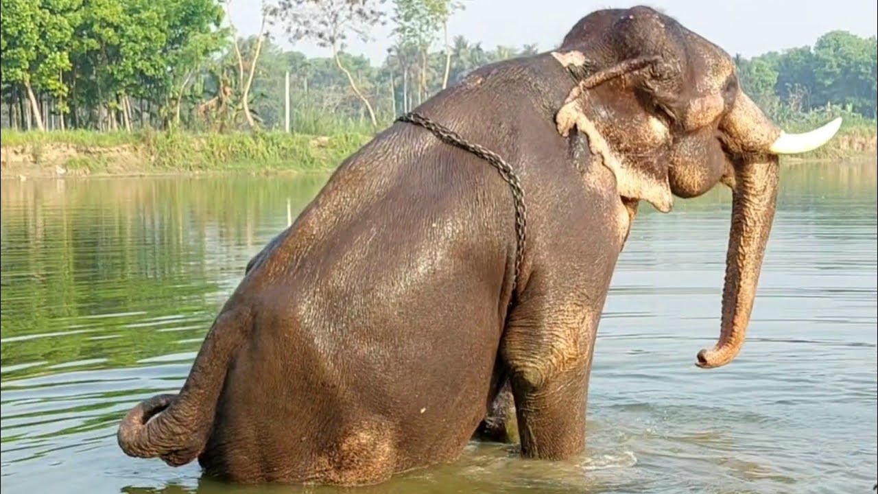 Elephant Bathing Pond Water, Animals Elephant Are Bathing | Elephant Video