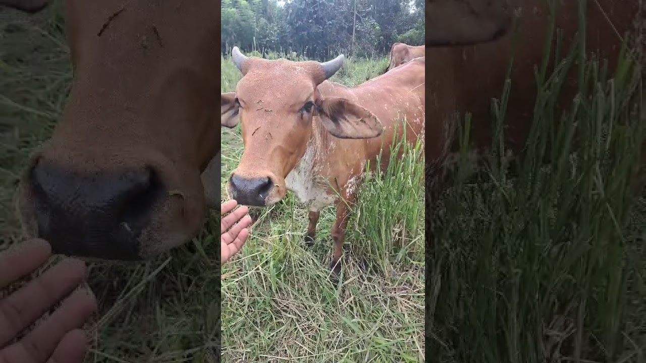 Rodeando el Ganado 🐄🐮