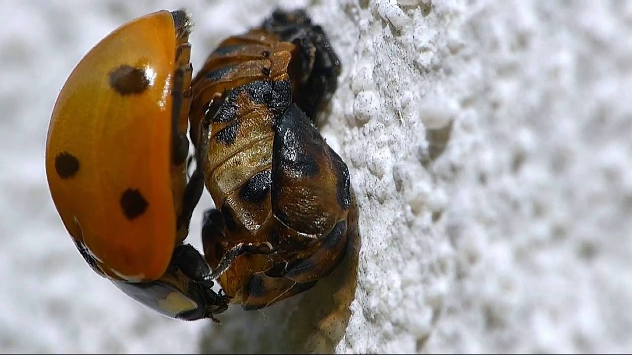 De la ponte d'une coccinelle à 7 points jusqu'à la naissance d'une nouvelle coccinelle