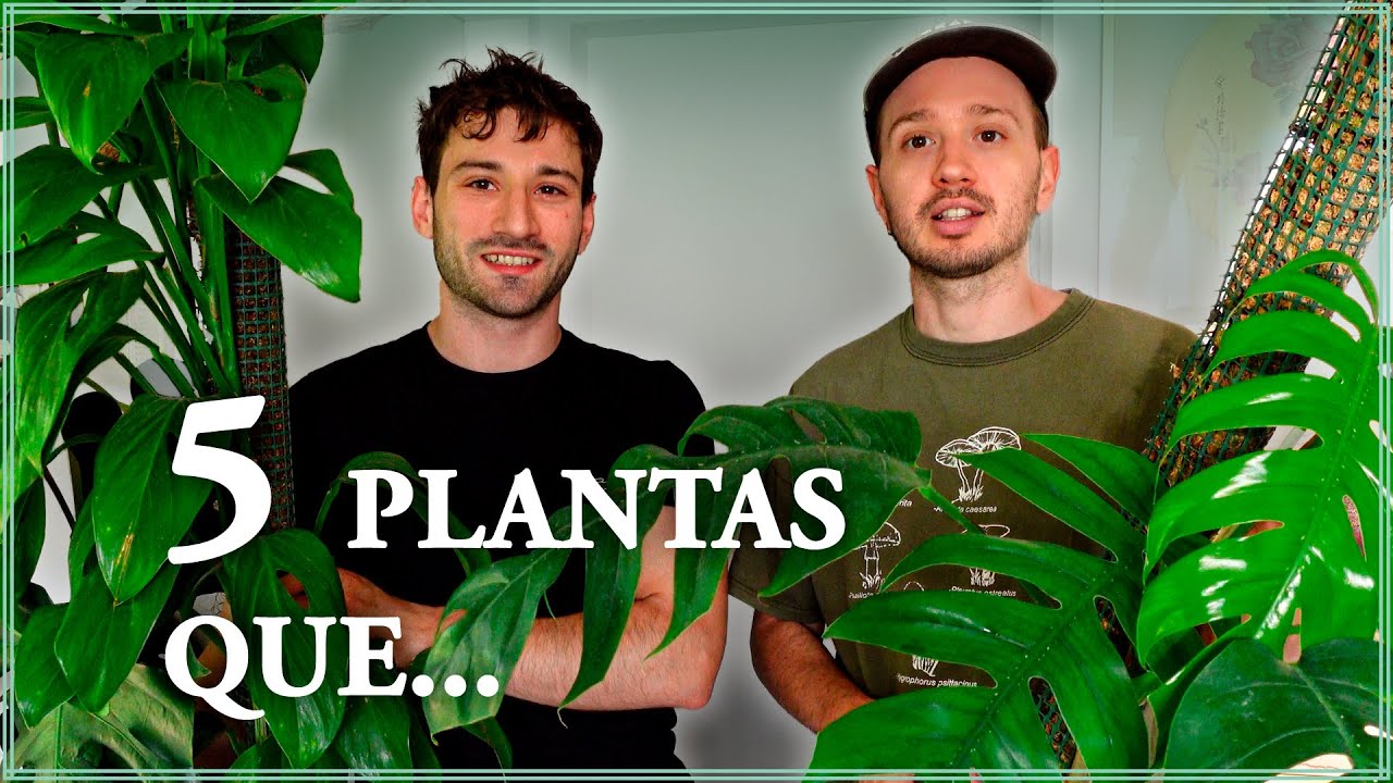 🟢¡5 Plantas de Interior que Crecen Rápido!