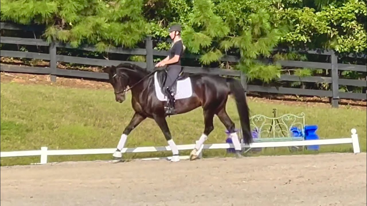 Blue Hors Enrique - 5 year old Imported Oldenburg Gelding