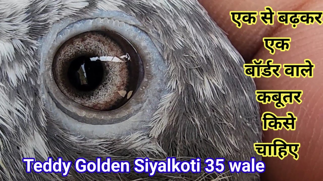 Aik se Badh kar Aik Bordee wale kabutar kise chahiye ,9675636165,,,,Ring ke liye call 9888150785