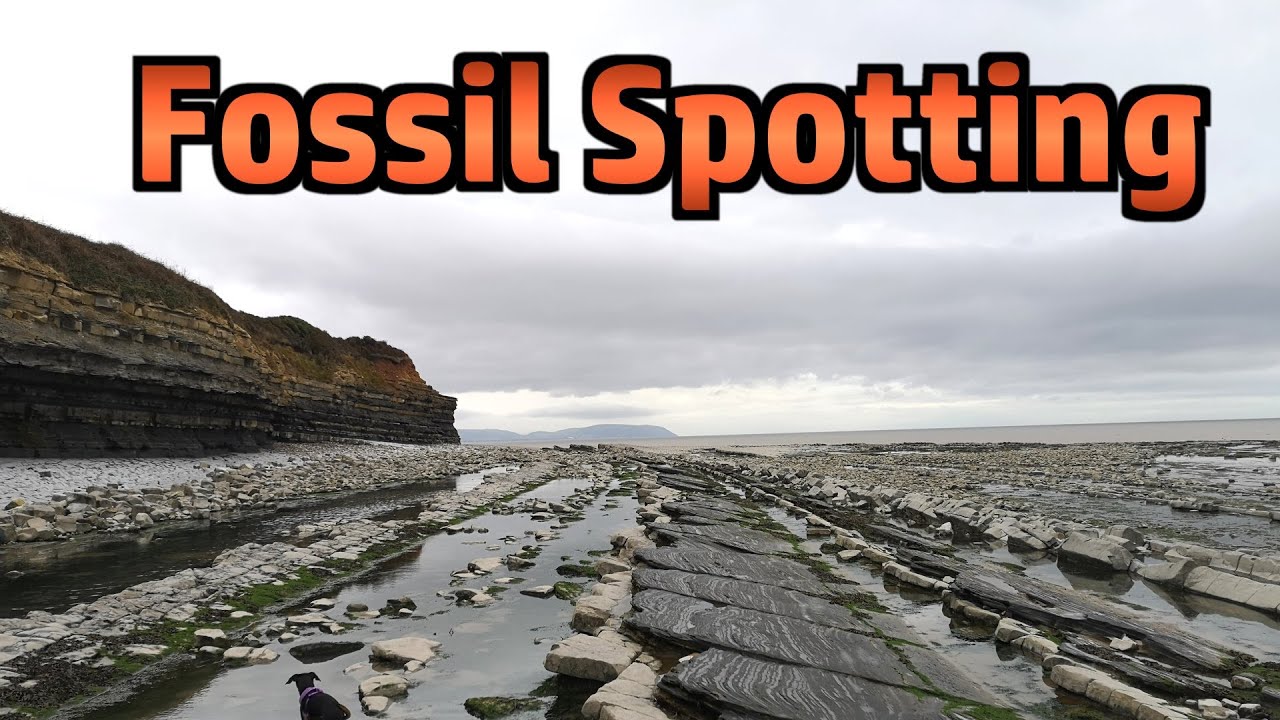 Fossil Spotting at East Quantoxhead