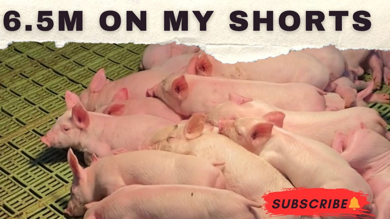 PiggyVibes is live! 