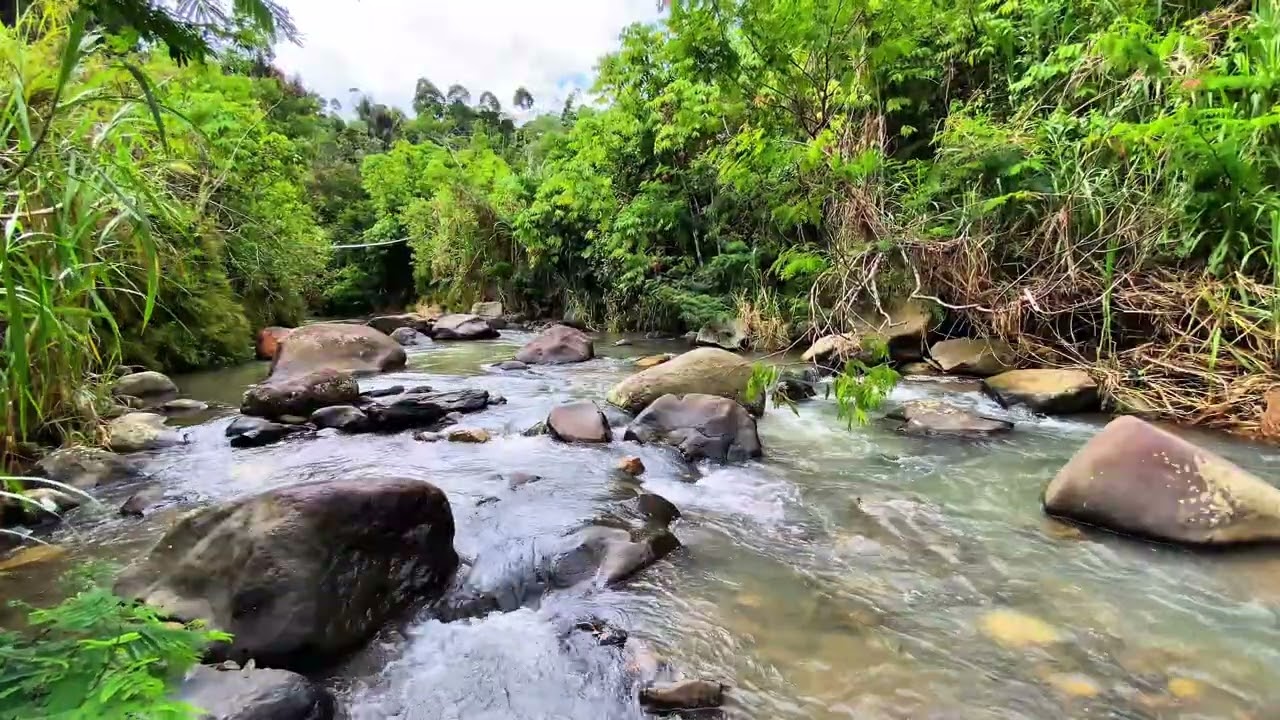 😴 Pure Water Therapy | Gentle Forest River Sounds ASMR