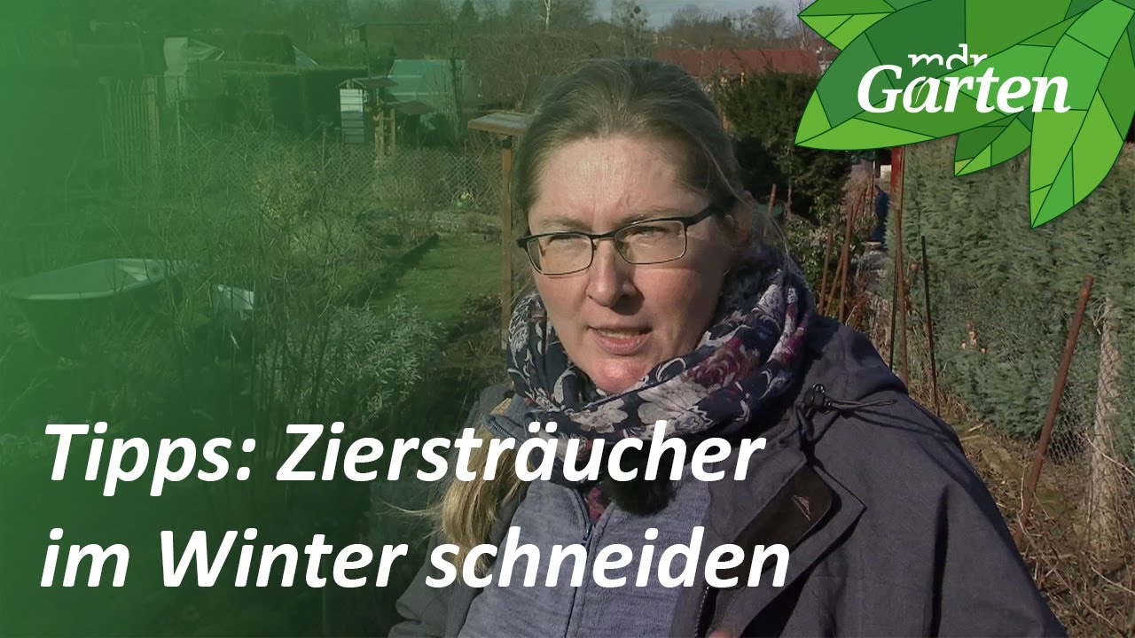 Ziersträucher im Winter schneiden | MDR Garten