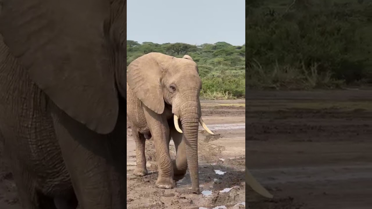 Where to See the Big Five in Tanzania: An Expert Safari Guide
