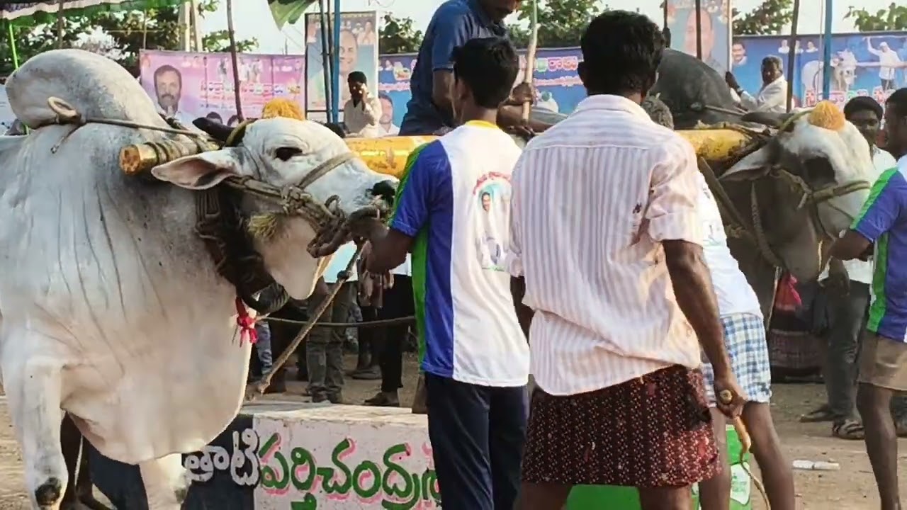 #yerragondapalem#Tadipatri Chandrashekhar#eddulu pandal#ysrcpsocialmedia 