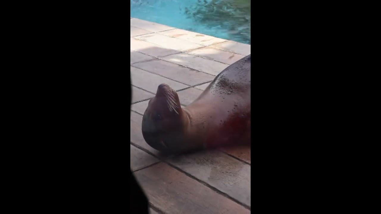 天王寺動物園　アシカのトレーニング