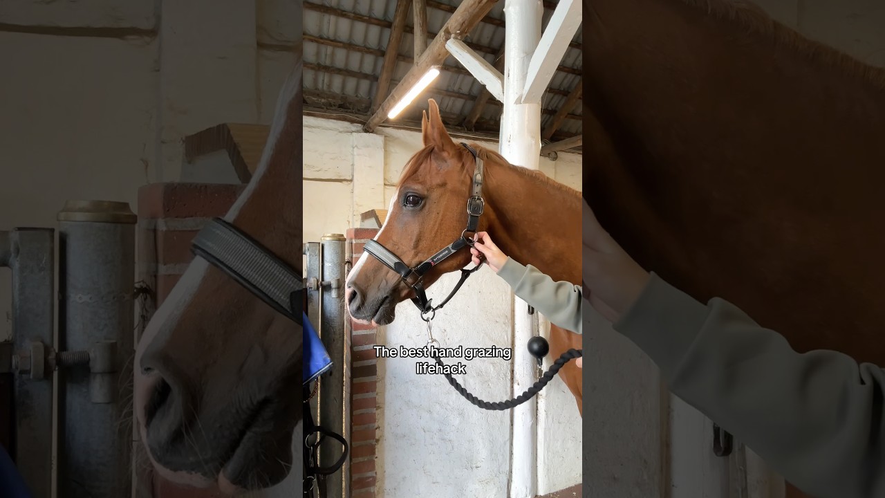 Game-changing hack! #horse #horses #equestrian #trending #riding #hack #lifehacks #summer #pferde