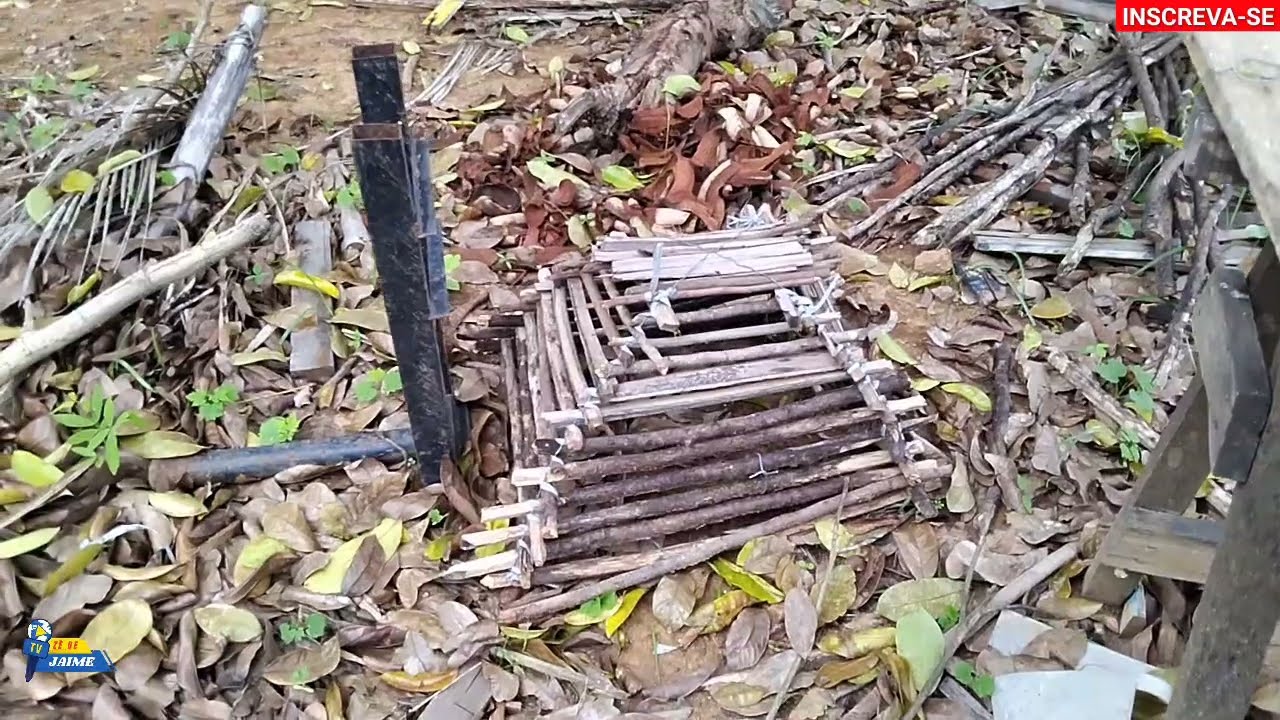 É MUITO BONITO MOSTRAR CANA NATUREZA