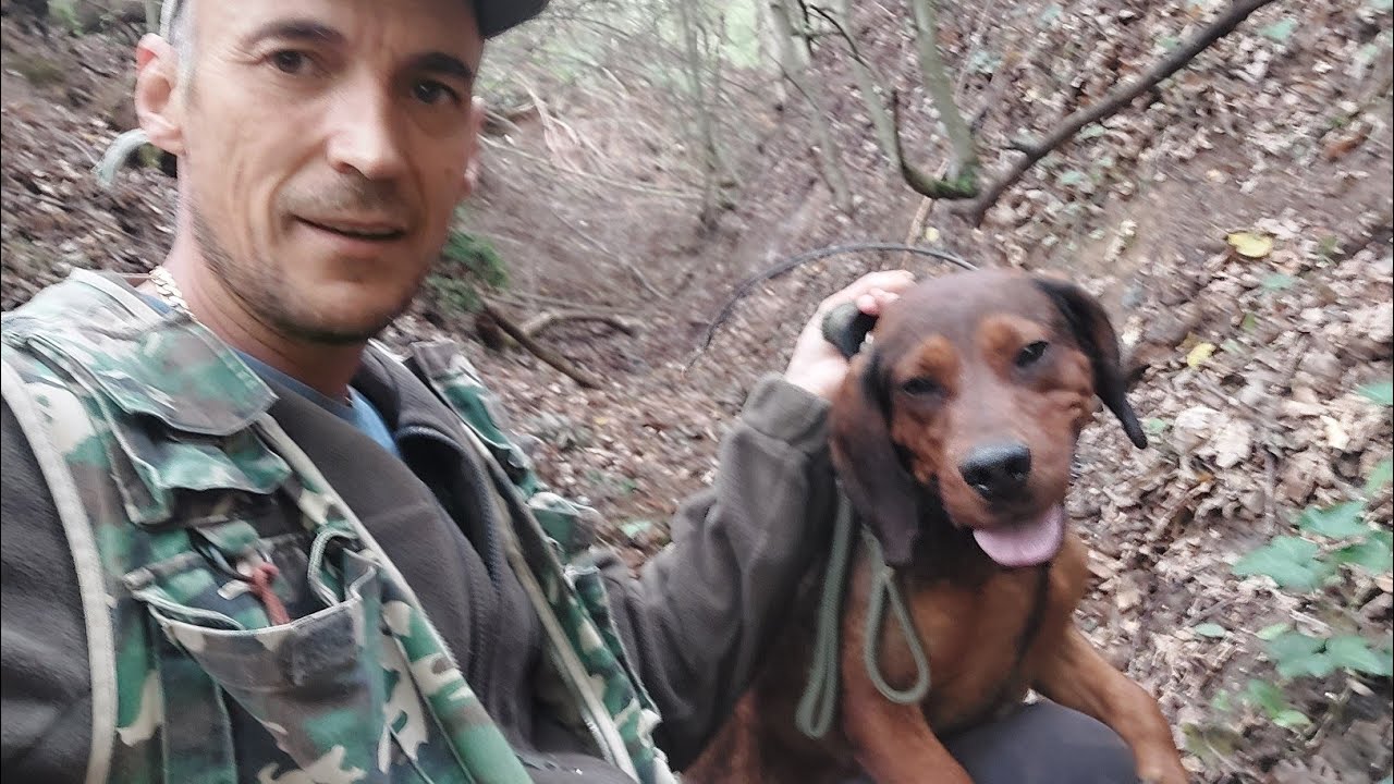 HRVATSKA BRAK JAZAVIČAR  OBUKA NA DIVLJU SVINJU | POZDRAV ZA SVE LOVCE !!! |