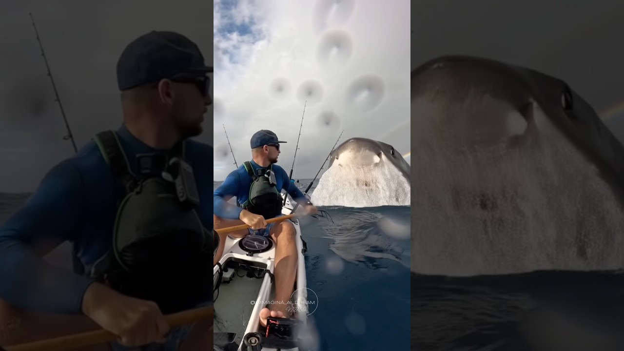 🌊🦈 Самый страшный кошмар для всех, кто любит море&hellip; #большаябелаяакула #акула #aivideo
