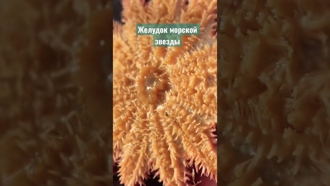 Где желудок? #биология #биологияегэ #био #животные #природа #travel #морскаязвезда