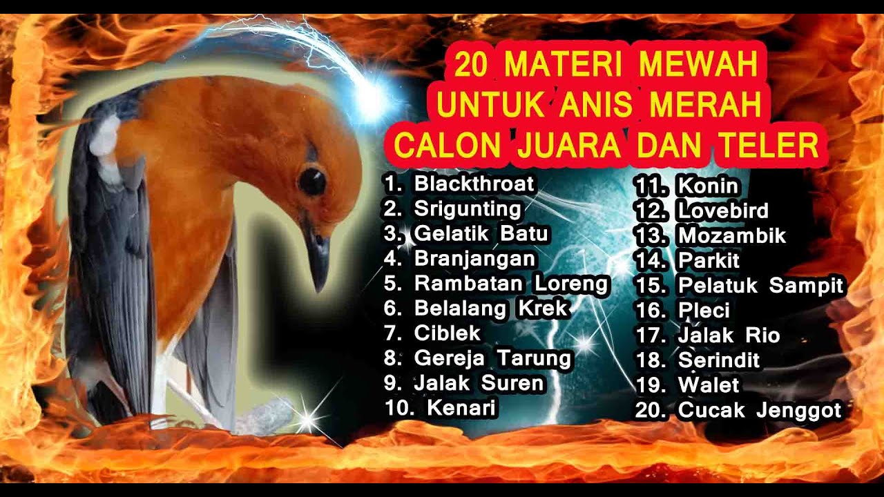 Masteran Anis Merah Juara - Masteran Anis Merah Full Tembakan - Masteran Anis Merah Suara Kasar