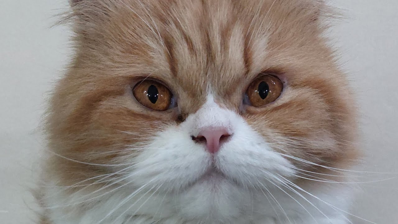 Cute cat funny pet video