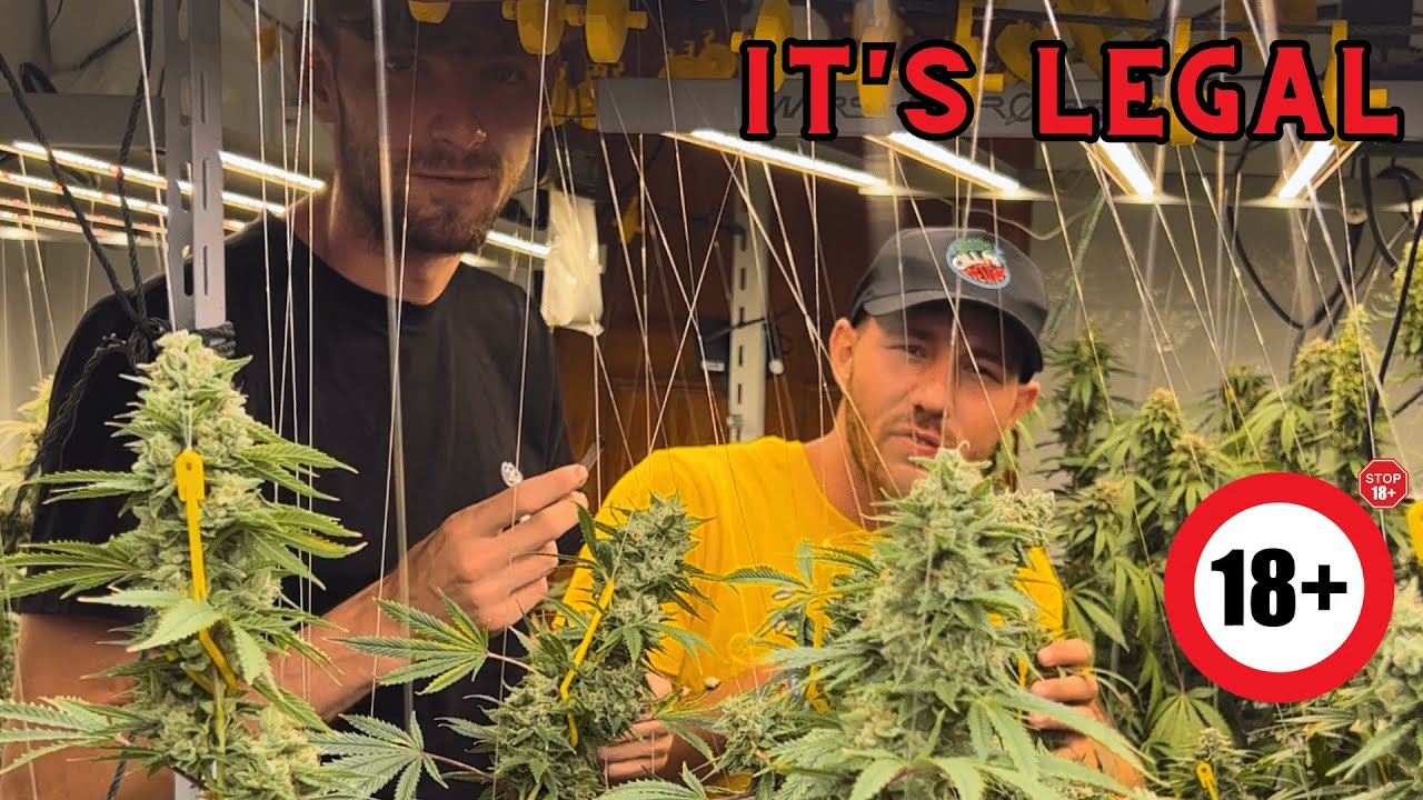 Growing Marijuana is Legal in Thailand! 🇹🇭 🔞