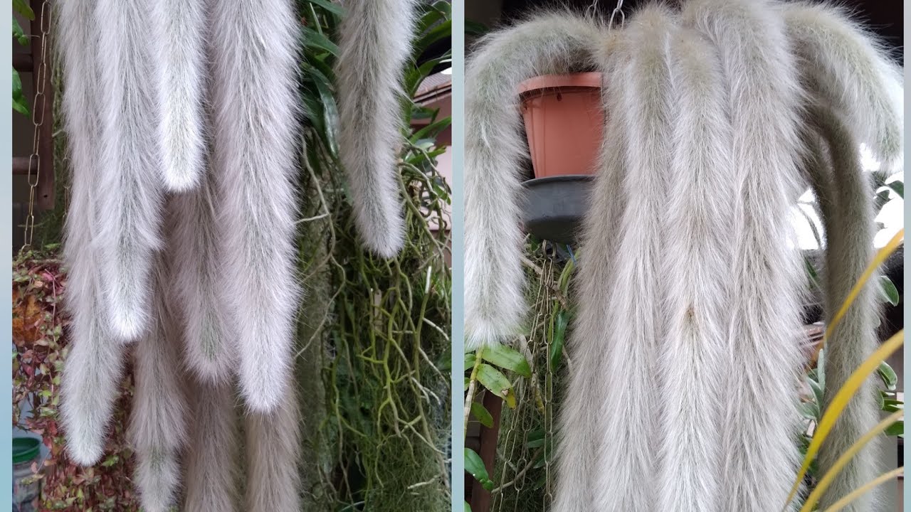 FAÇO ASSIM O REPLANTE DO CACTO RABO DE MACACO E FICA BEM PELUDO/ SUBSTRATO/ADUBO