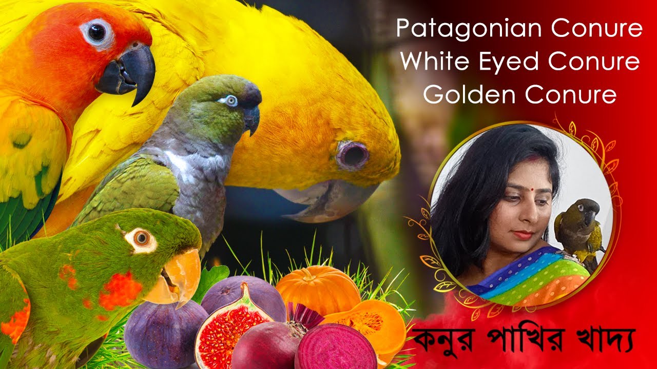 কনুর পাখির খাদ্য তালিকা | Conures Diet Chart | Golden Conure | Patagonian Conure | White Eyed Conure